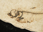 X-ray Bones  50 Million Year Old Diplomystus Fish Fossil Wyoming 3 47