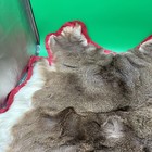 Vintage 90s Hunting Whitetail Deer Hide Rug