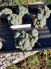 1 Plant  Rare Cactus  Seed Grown Clusters  Fruiting And Flowering 