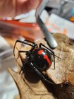 Real Black Widow Spider Latrodectus Variolus Female For Scientific Study