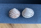 Two Zigzag Venus Clam Shells  lioconcha Castrensis  Script Venus Clam Sea Shells