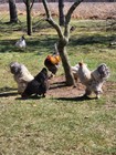 6  Large Breed Brahma Hatching Eggs - Variety Of Color
