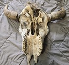 Vintage Bovine Cow Skull With Horns   Sheaths-field Find