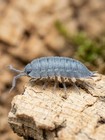 35  Powder Blue Isopods And Temperate Springtail  1000      Free Shipping 