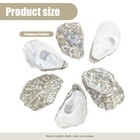 Large Oyster Shells 40pcs Bulk 4 -5  Diy Home Decor Vase Filler Craft Shells
