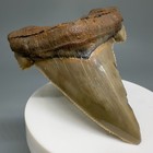 Interesting Sharply Serrated 2 68  Fossil Sokolowi auriculatus Shark Tooth - Nc