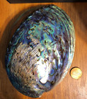 Large Abalone Shell Polished Paua Rainbow Lg Sea Green Blue Beach House Zealand