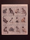 Stamps Sierra Leone 1996 Y  Cats Of The World Mnh 2 Blocks  k 