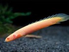 2 Pack Albino Senegal Bichir   3 0-3 5 Inch  Live Fish Free Shipping