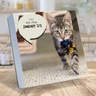 2027 Cat A Day Daily Desktop Calendar