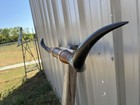 Mounted Steer Horns 4 Feet 7 1 2 Inches Longhorn Polished Mount Bull Cow