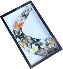 Luxury Art Real Butterfly In Black Frame Display Insect Taxidermy Wall Decor