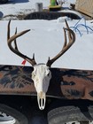 Whitetail Deer European Mount