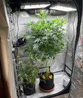 Marz Hydro Grow Setup