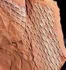Lepidodendron Dichotomum - Museum Quality  Beautiful Carboniferous Bark