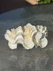 Tridacna Squamosa Super Fluted Ruffled Clam Shell Match Pair  Ivory Yellow 6 