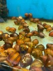 3 Tiger Nerite Live Snails Aquarium Moss Java Shrimp