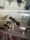Queen Ant With 1-5 Workers Pogonomyrmex Rugosus Queen Ants  rough Harvester Ant 