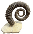 Rare Complete Heteromorph Ammonite Fossil Cretaceous Nautilus 
