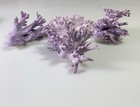 Lot Of 3 Stunning Rare California Purple Coral  allopora Californica  