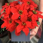 8-pack 7-head Red Christmas Artificial Poinsettia Flower Bush Bouquets Silk