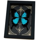 Real Framed Butterfly Celestial Gold Foil Moon Phases Papilio Ulysses Display