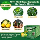 Mouse Rodent Repellent  32 Pack Peppermint Oil To Repel Mice And Rats    Works For