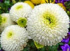 100pcs Mixed Color Snowball Mums Pompon Chrysanthemum Seeds Mum Green