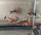 One 2 To 3 Inches Fancy Bristol Shubunkin Goldfish  rare  For Koi Pond  Aquarium