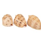 6 Large Volute Shells  88 - 211mm  Or Choice  