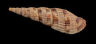 Shell Lyria Lyraeformis Kenia 98 0 Mm   Selected