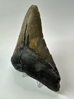 Megalodon Shark Tooth 4 88 Inch - Colorful - Natural Fossil - Authentic 18237