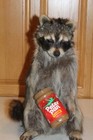 New Raccoon Mount Taxidermy Antler Candy Peanut Butter Novelty Whitetail Deer