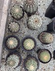 Copiapoa Cinerea Rooted Cutting 1pc