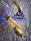 25 Fancy Fry Guppies 25 Fry Per Order