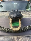 Large Alligator Head Taxidermy   11 Foot Gator