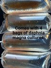 1000  Live Daphnia Magna  buy 2 Get Extra 2 Bag  