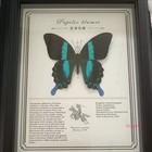 Blue Papilio Ulysses Butterfly Specimen Photo Frame Finished Desktop Decor Gift