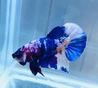 Betta Nemo Koi Male Multi Live Fish Usa High Quality  292