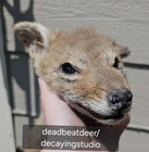 Soft Mount Coyote Pup Taxidermy Oddity Vulture Culture