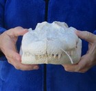 Authentic 13  Florida Gator Skull - Alligator Mississippiensis   51363