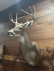 8 Point Whitetail Buck Shoulder Mount Antler Deer Taxidermy 