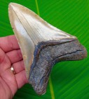 5 08    Megalodon Shark Tooth - Rare Deep Orange Colors - Real Fossil