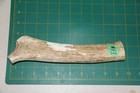 Medium Upper Elk Antler Dog Chew  13   Bone Chews Moose Treats Deer 1011