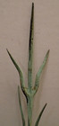 Old Original Tree Branch Lightning Rod Weathervane Tip Top Finial  2