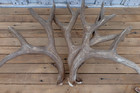 Set Of 3 Mule Deer Antlers - From Same Buck - 175 4 8 Set And 82 4 8 Single