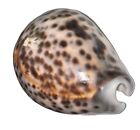 Cypraea Tigris Schilderiana  Schilder   s Tiger Cowrie   Oahu Hawaii  95 Mm