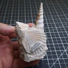 Turritella Gastropod Bivalve Composite Fossil Miocene France T10