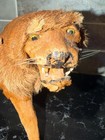 Vintage Lion Figurine Fur Covered Bad Taxidermy Style Glass Eyes Curiosity 10 