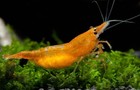 10 1 Sunkist Orange Shrimp  neocaridina      Freshwater Aquarium Shrimp